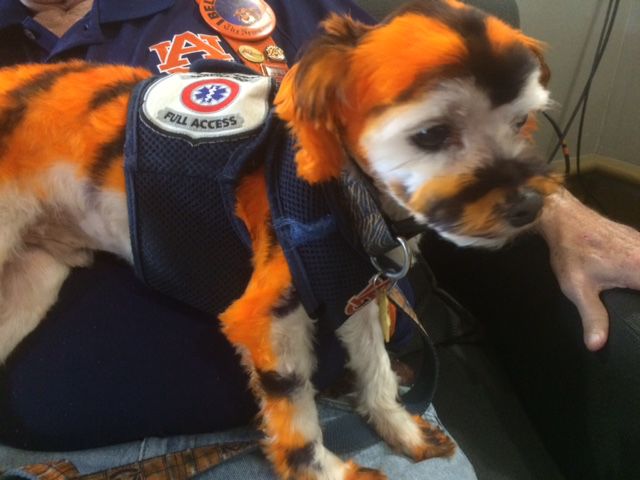 Auburn dog